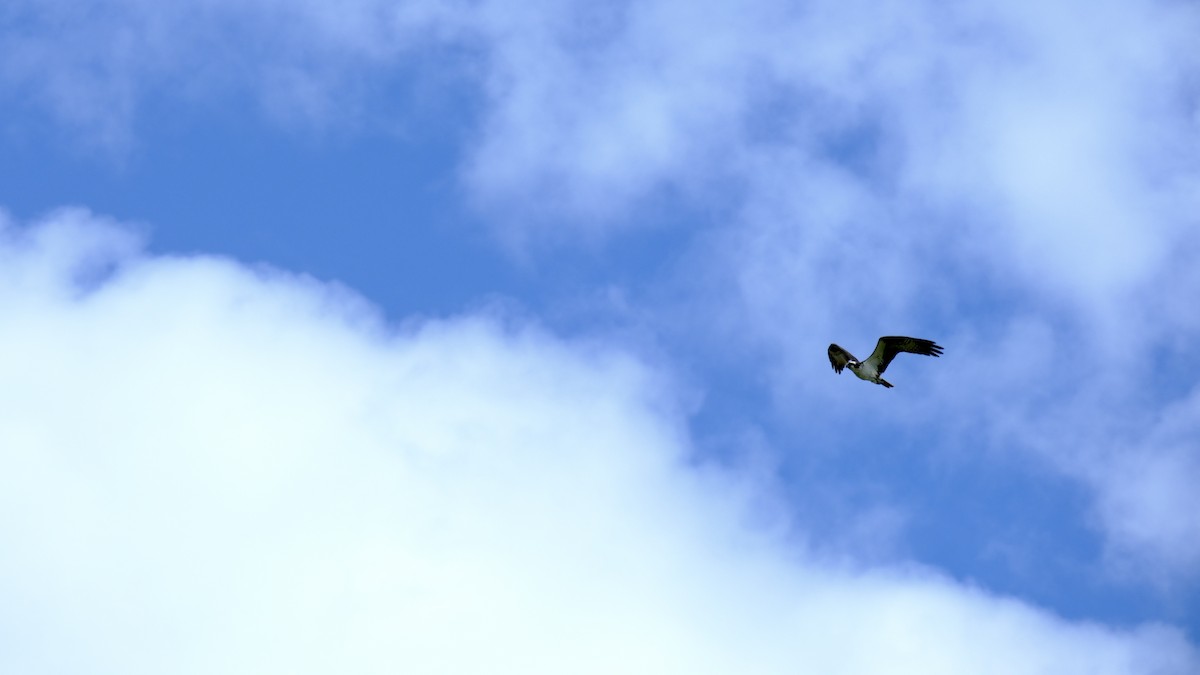 orlovec říční - ML640576360