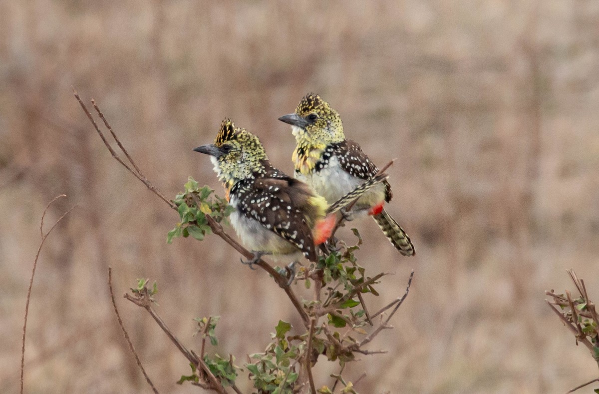 D'Arnaud's Barbet (Usambiro) - ML640576384