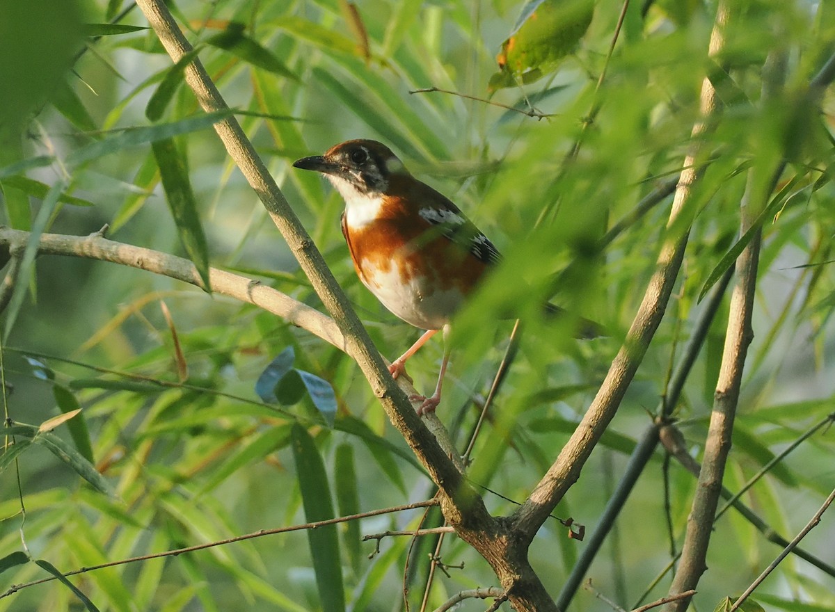 Orange-banded Thrush - ML640576409