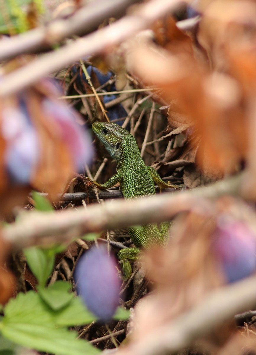 Green Lizard - ML640576444