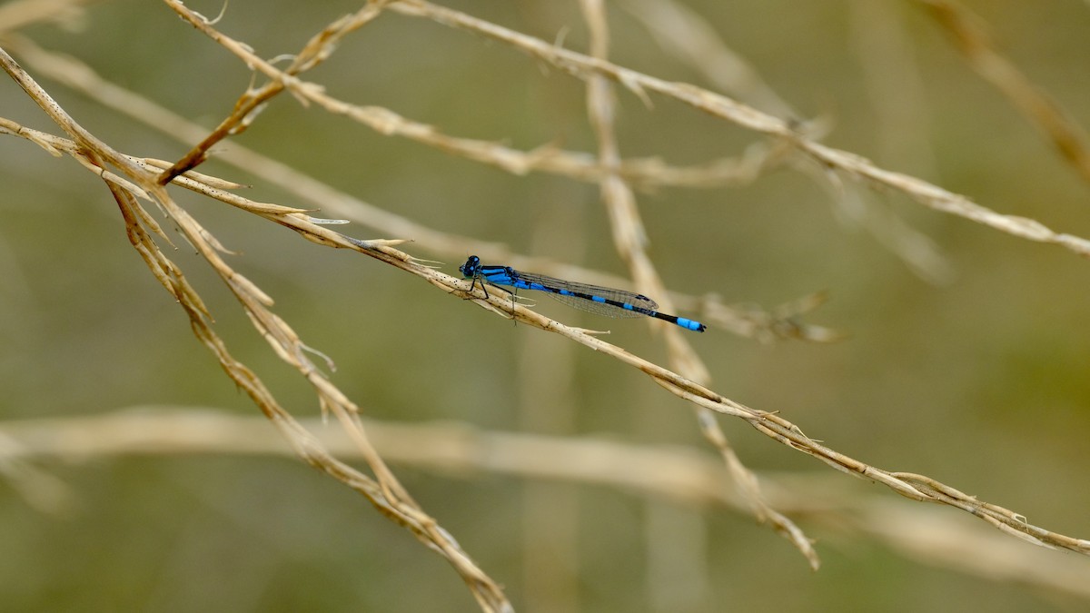 Insects - ML640576515