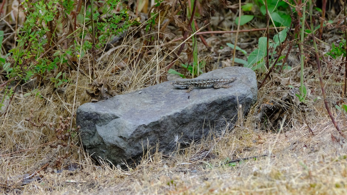 Reptiles - ML640576516