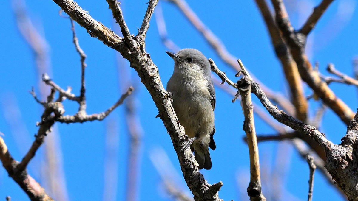 Pygmy Nuthatch - ML640576563