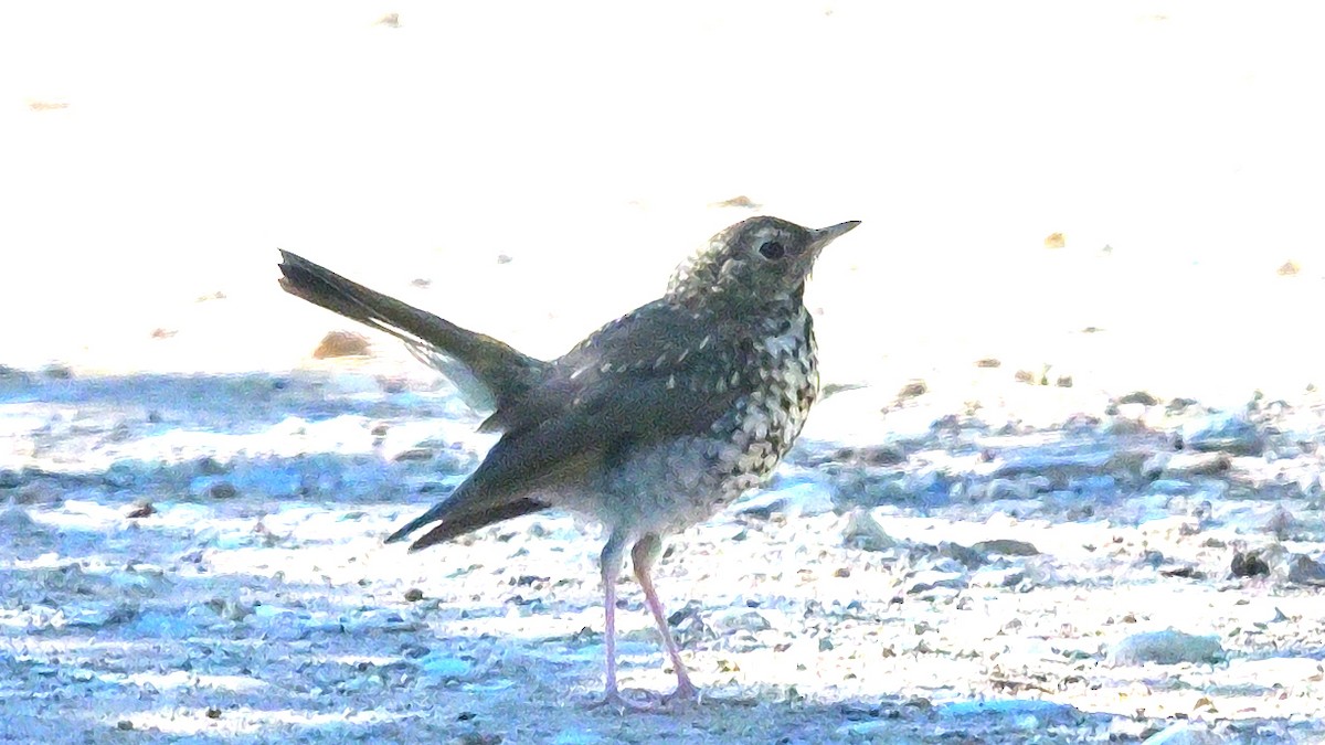 Hermit Thrush - ML640576581