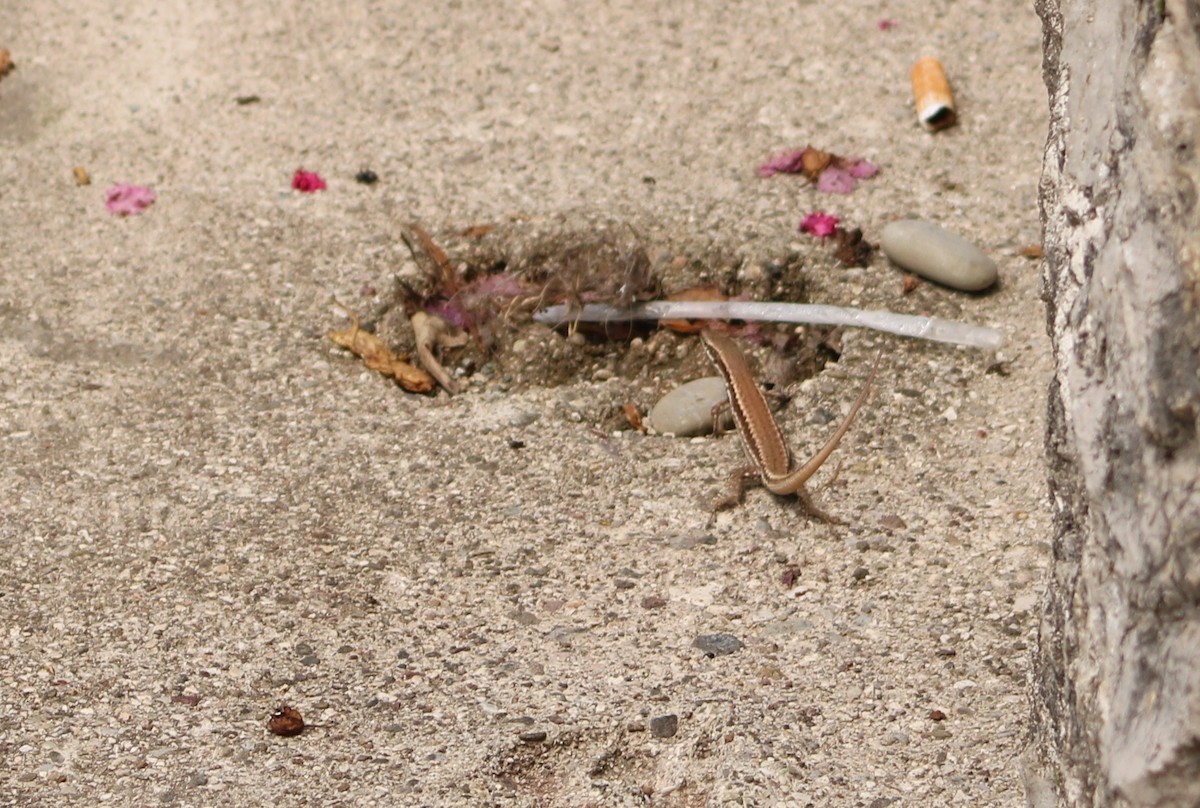 Wall Lizards - ML640576595