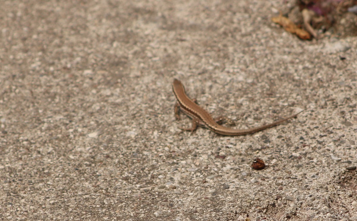 Wall Lizards - ML640576596