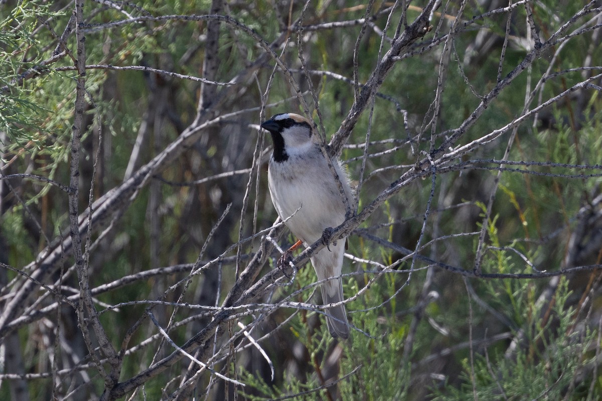 Saxaul Sparrow - ML640576601