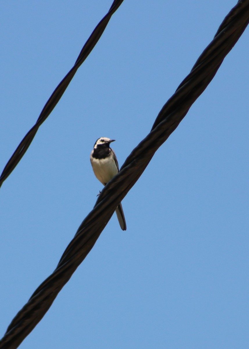 White Wagtail - ML640576639