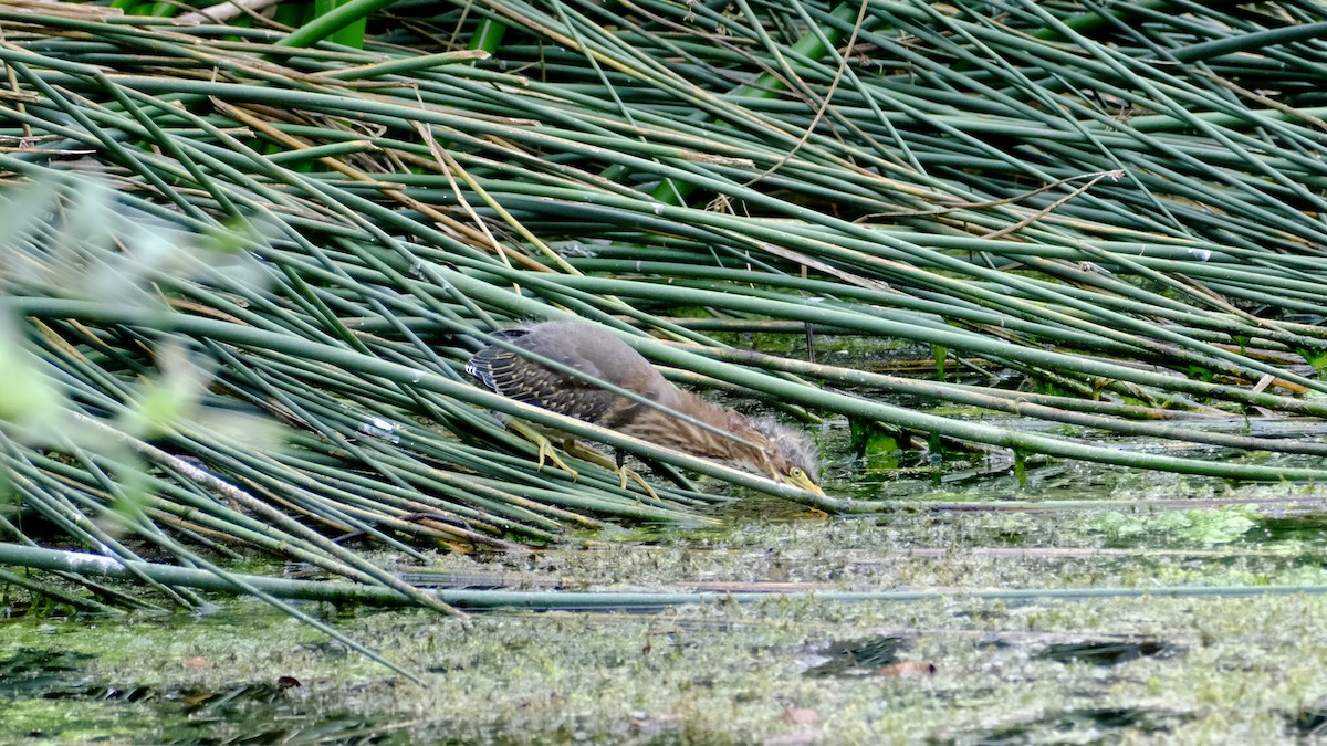 volavka zelenavá - ML640576702