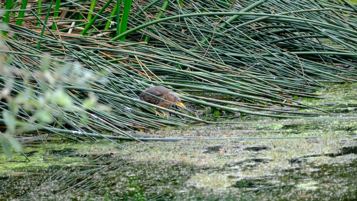 volavka zelenavá - ML640576703