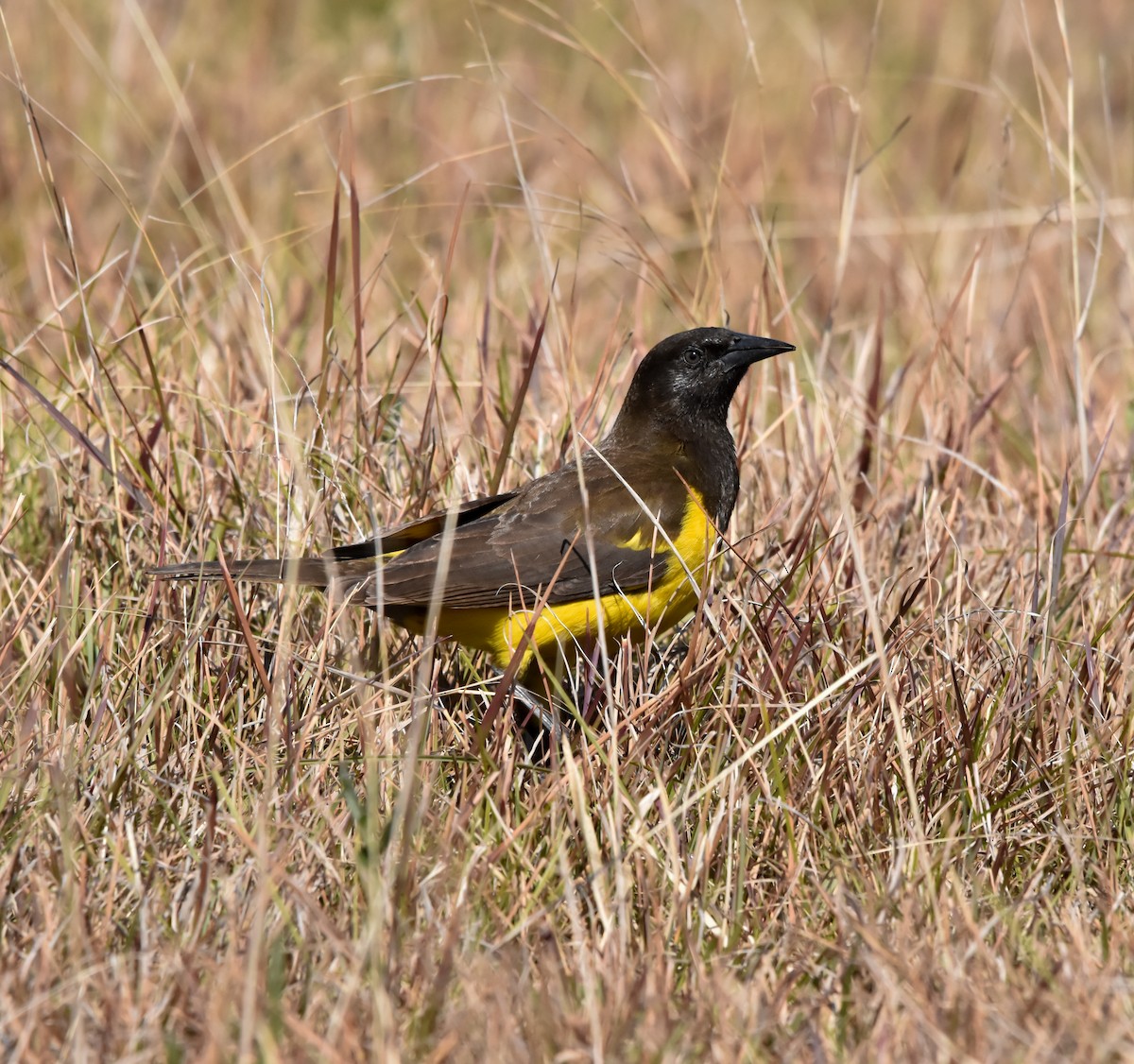 Yellow-rumped Marshbird - ML640576781