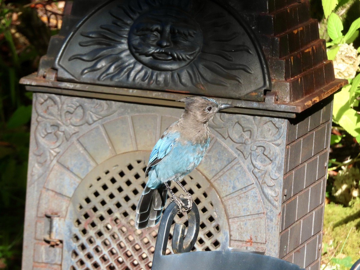 Steller's Jay (Coastal) - ML640576803