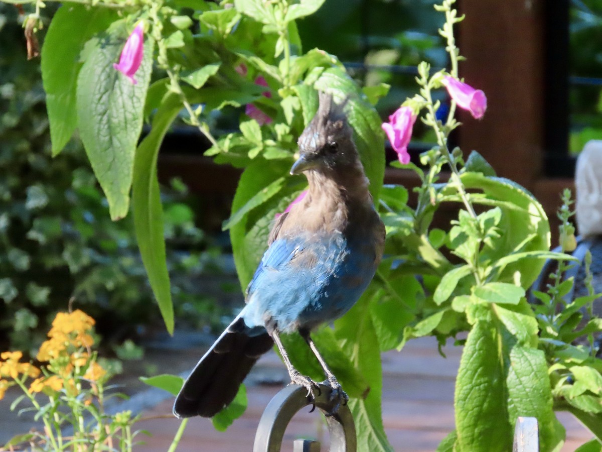 Steller's Jay (Coastal) - ML640576804