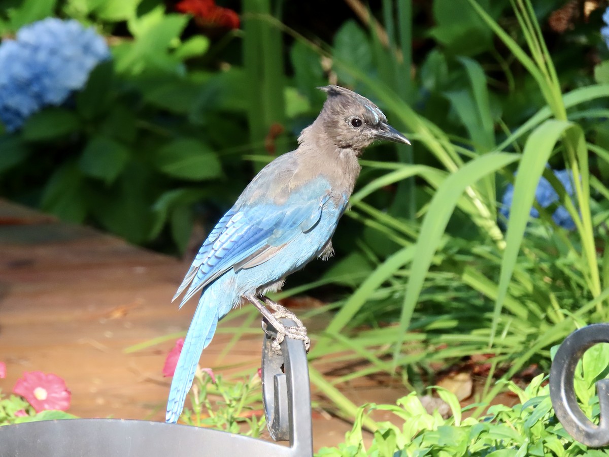 Steller's Jay (Coastal) - ML640576813
