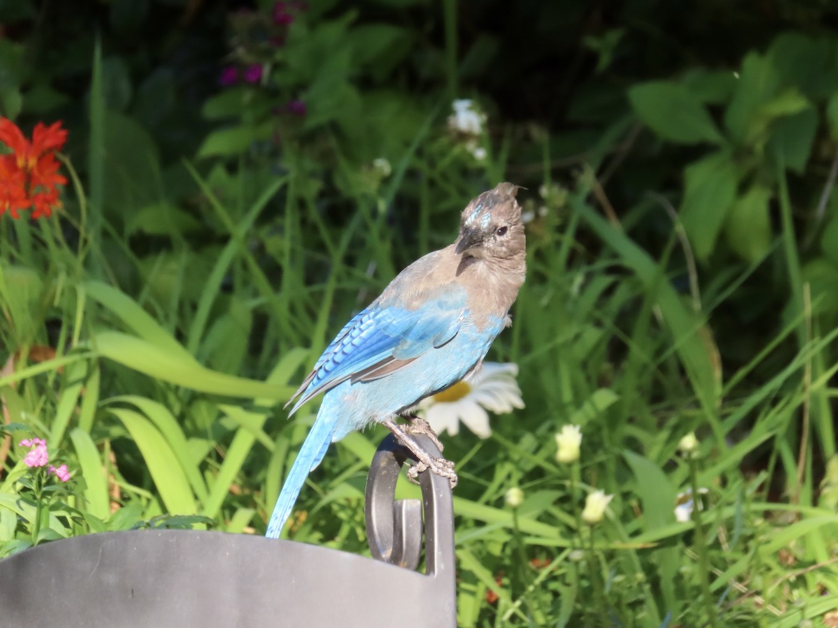 Steller's Jay (Coastal) - ML640576817