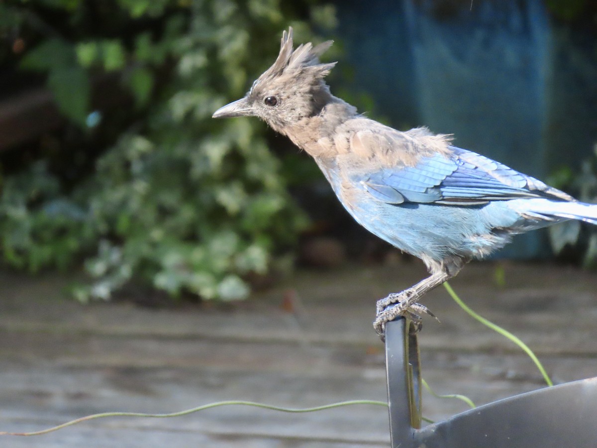 Steller's Jay (Coastal) - ML640576818