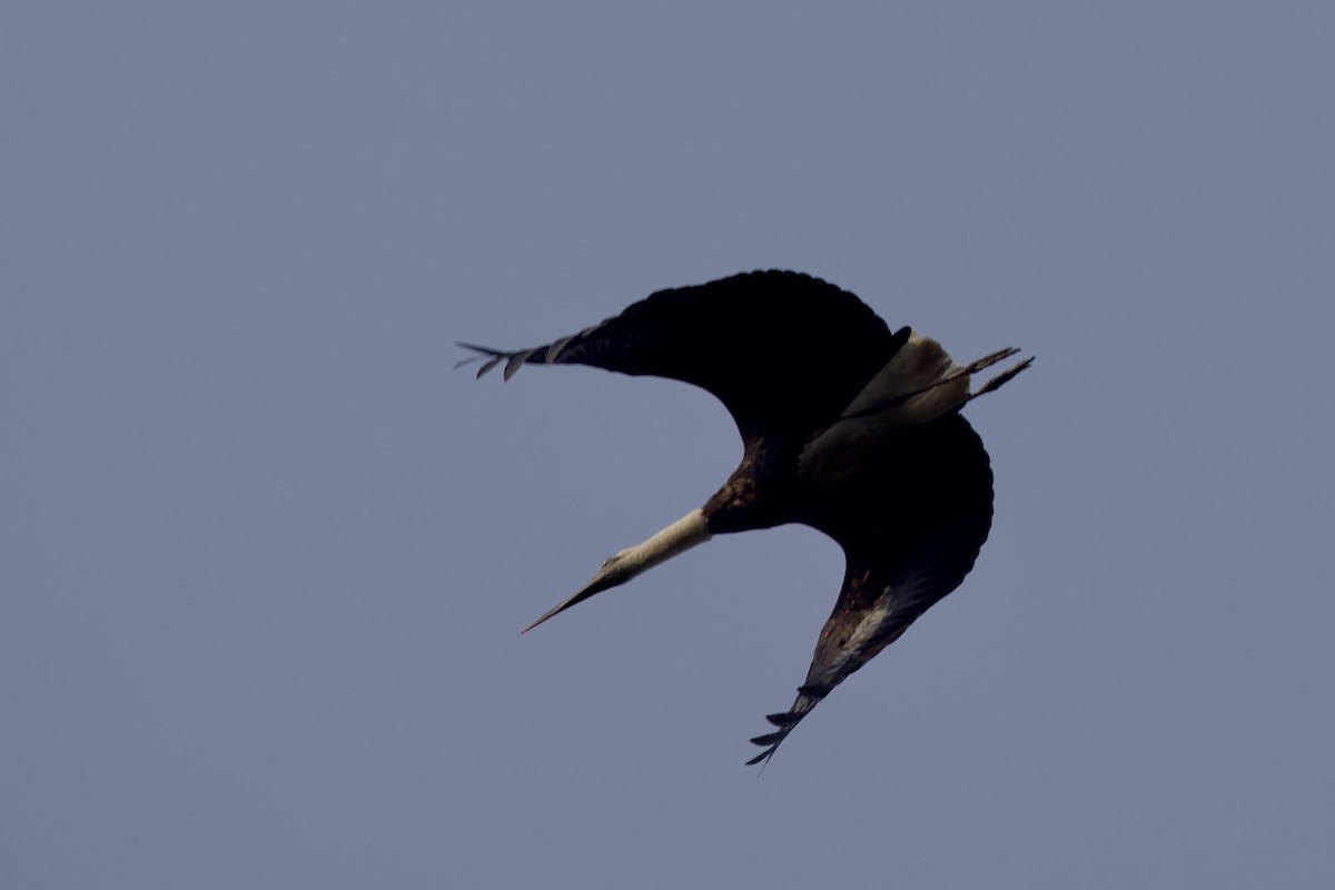 Cigogne à pattes noires - ML640576851