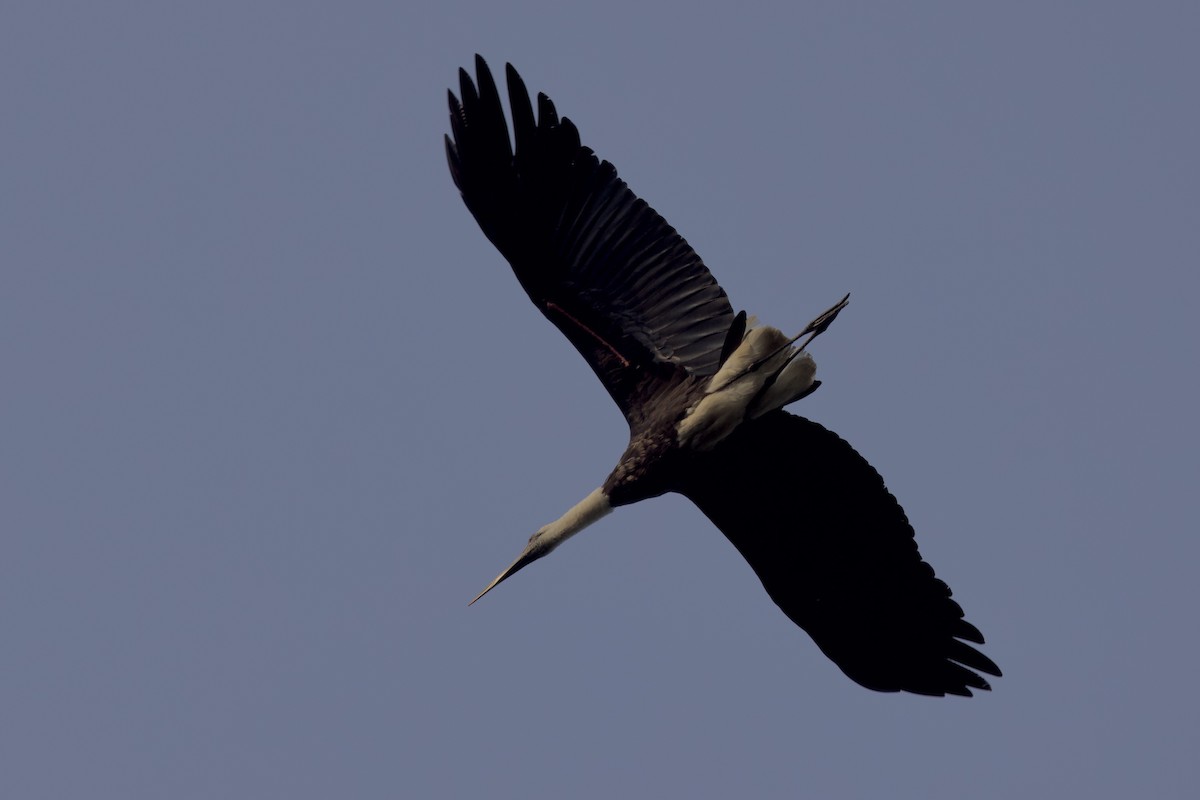 Cigogne à pattes noires - ML640576853