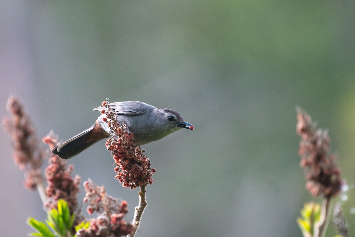 Gray Catbird - ML640576877