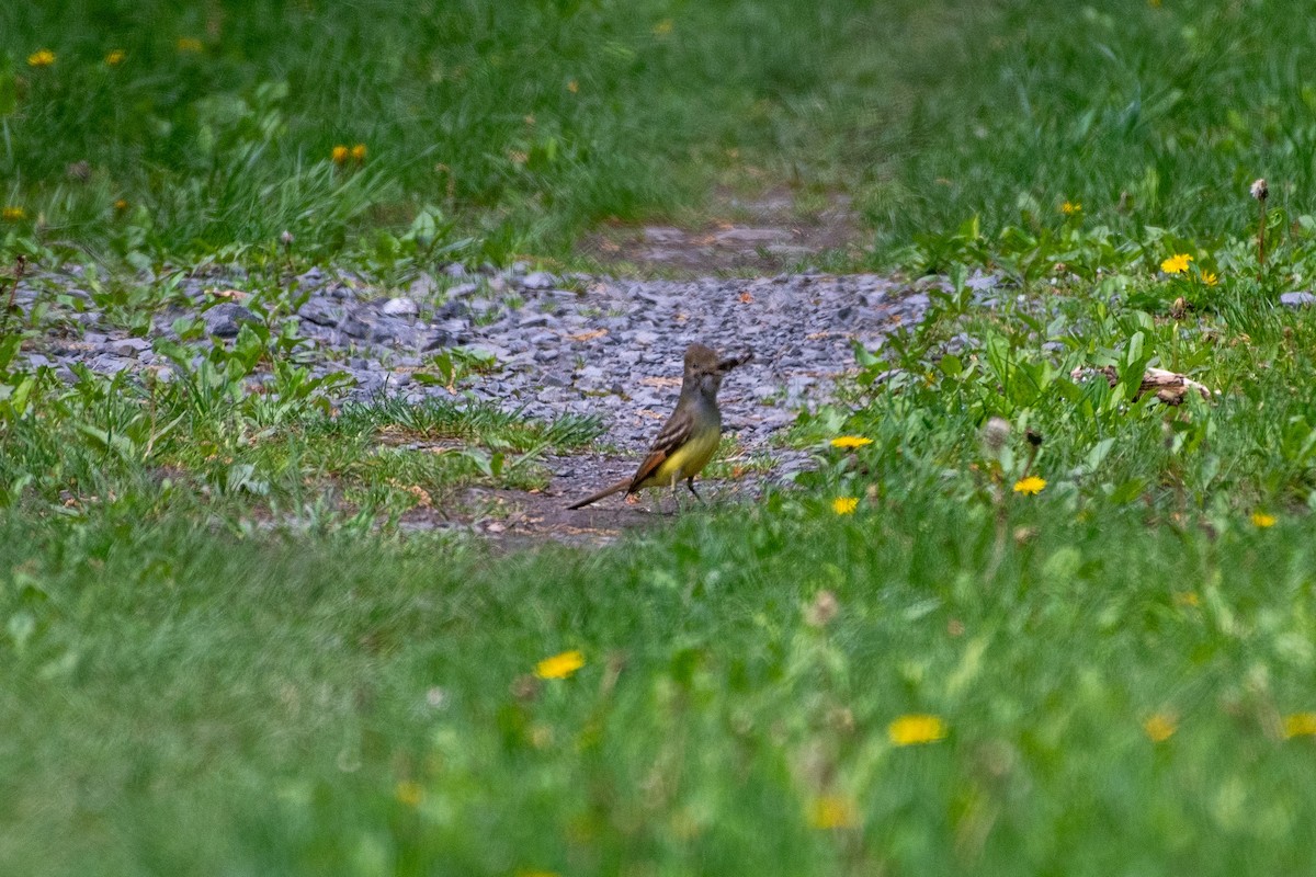 Great Crested Flycatcher - ML640576883