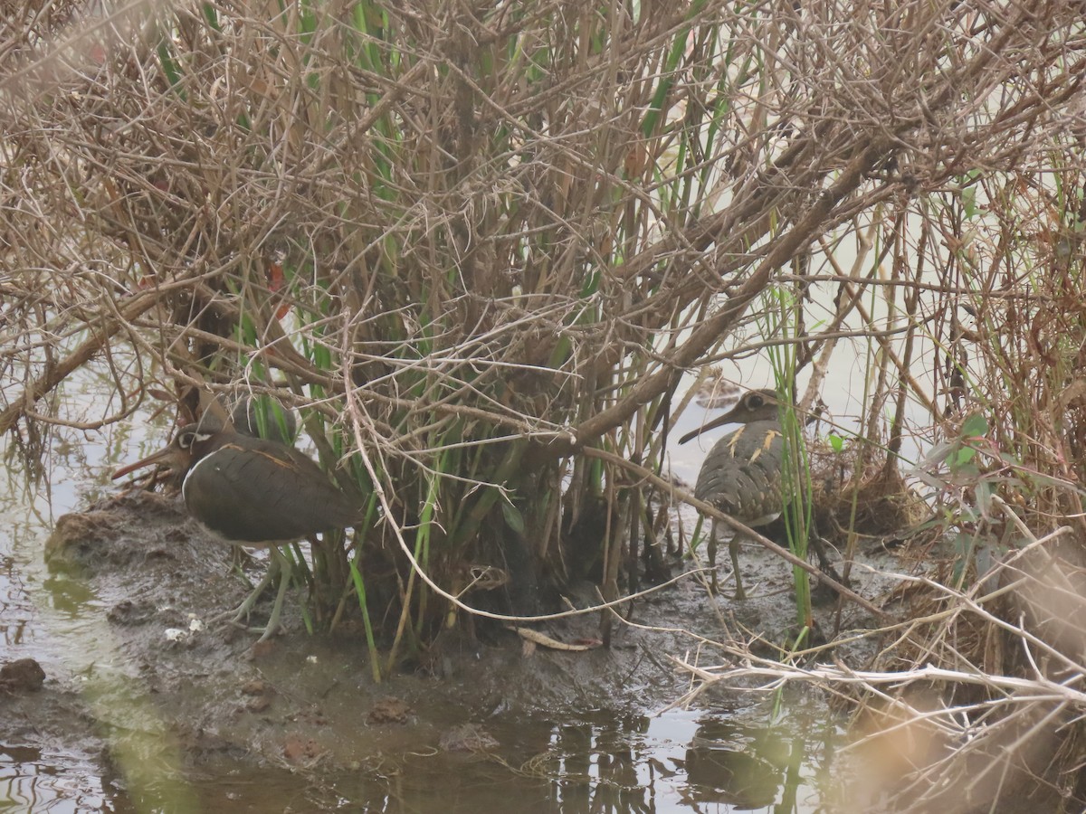 Greater Painted-Snipe - ML640576895