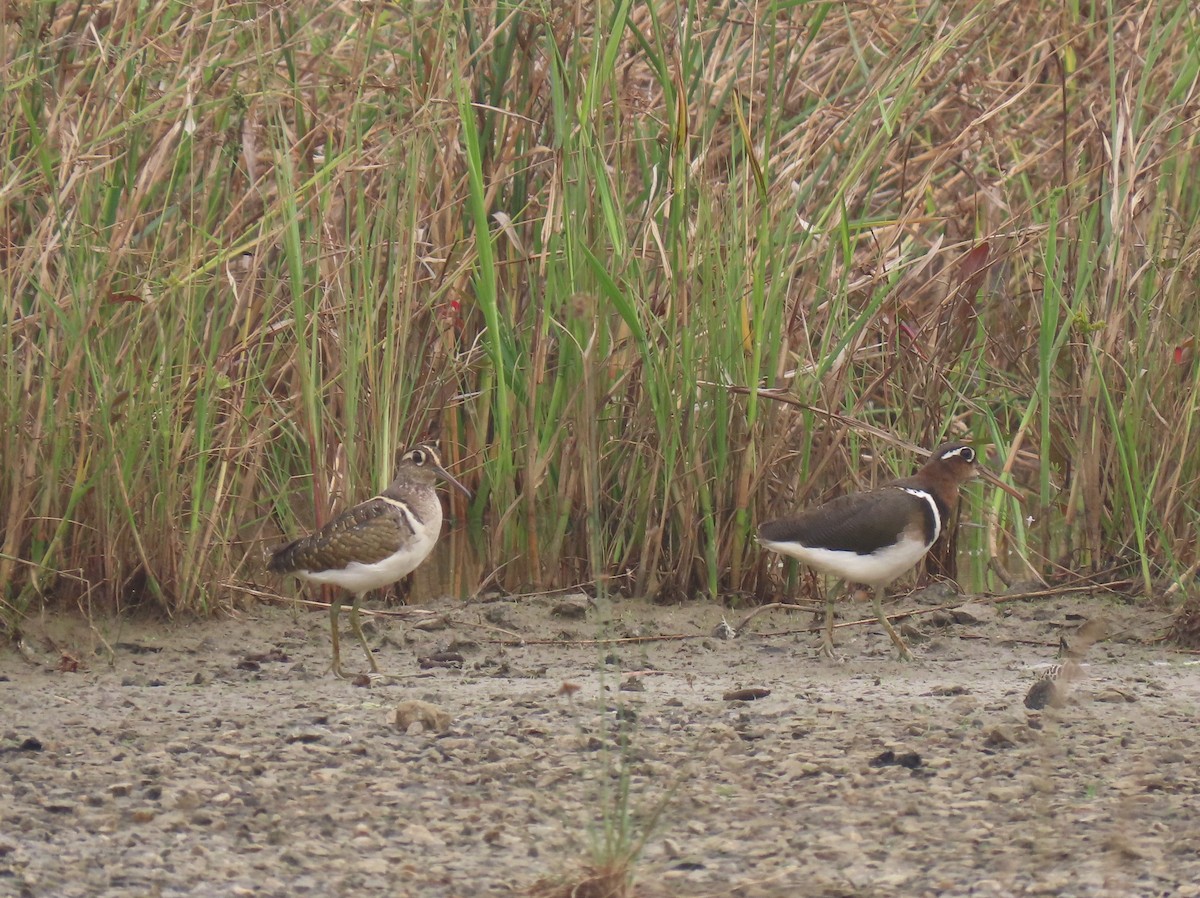 Greater Painted-Snipe - ML640576903