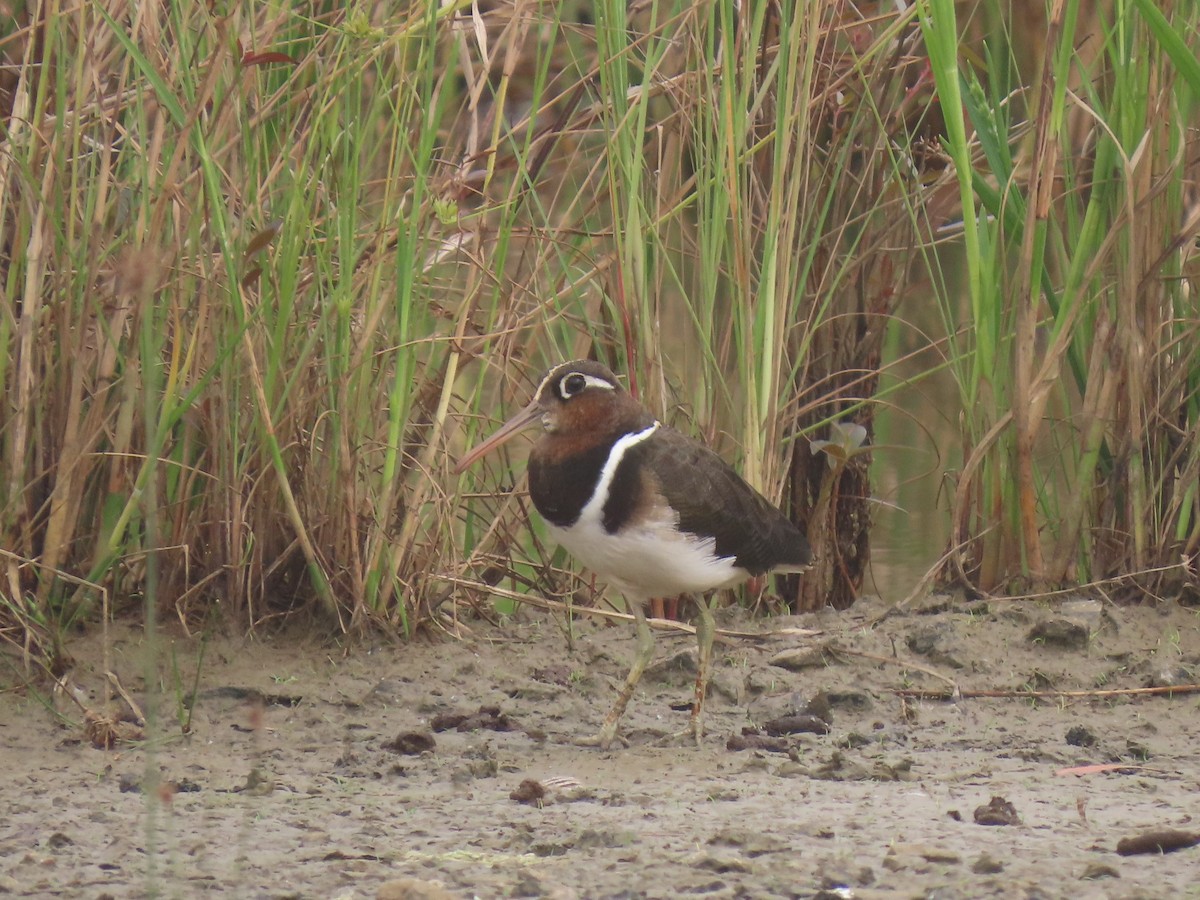 Greater Painted-Snipe - ML640576964