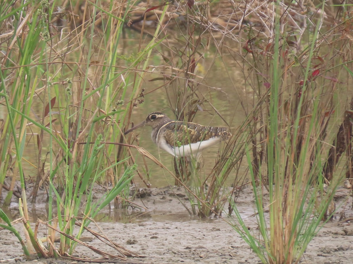 Greater Painted-Snipe - ML640576994