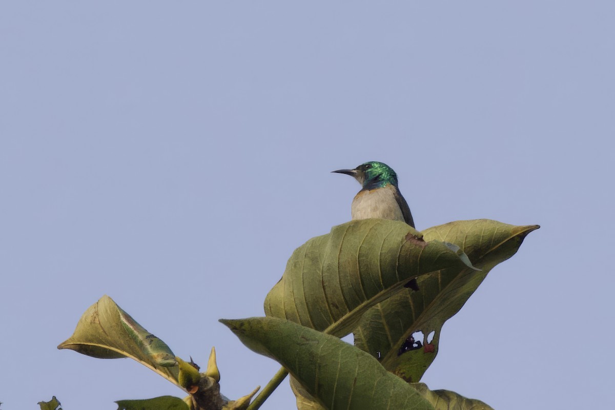 Gray-chinned Sunbird - ML640576997