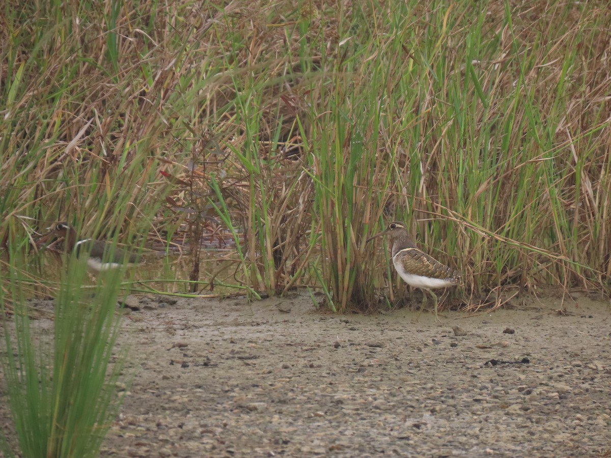 Greater Painted-Snipe - ML640577022