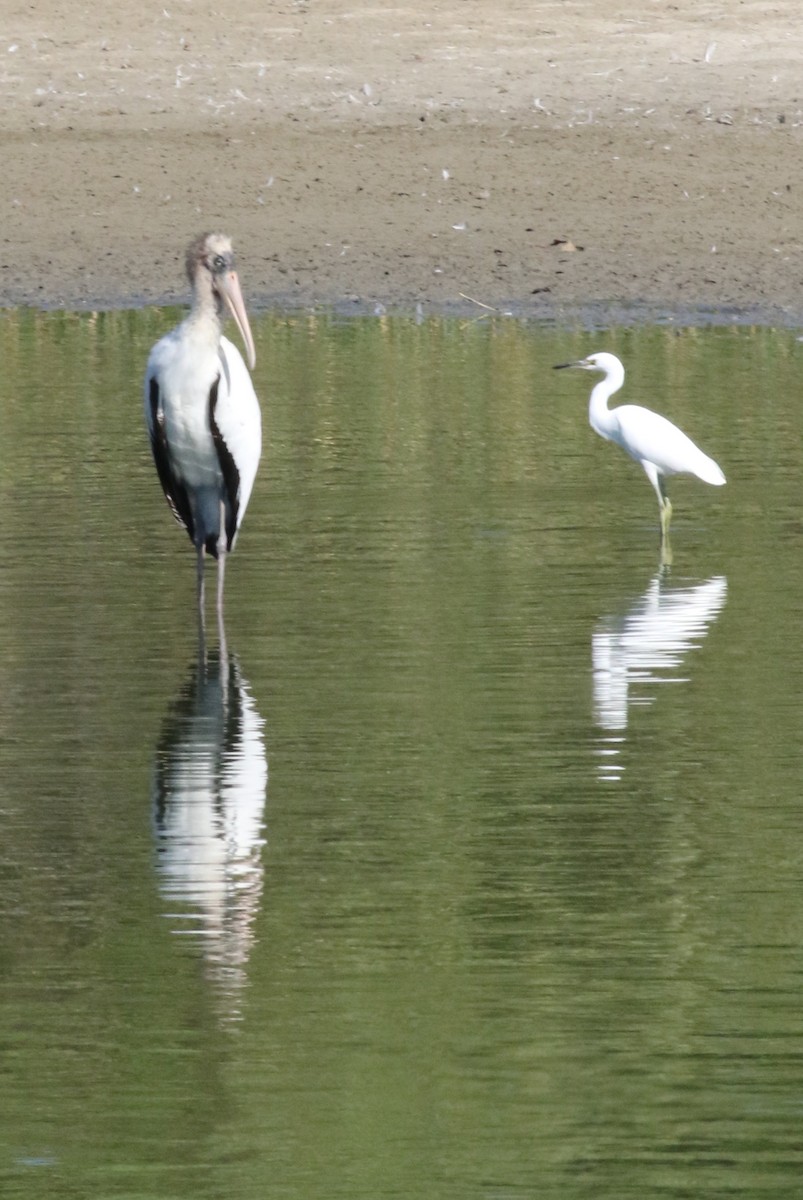 Wood Stork - ML640577039
