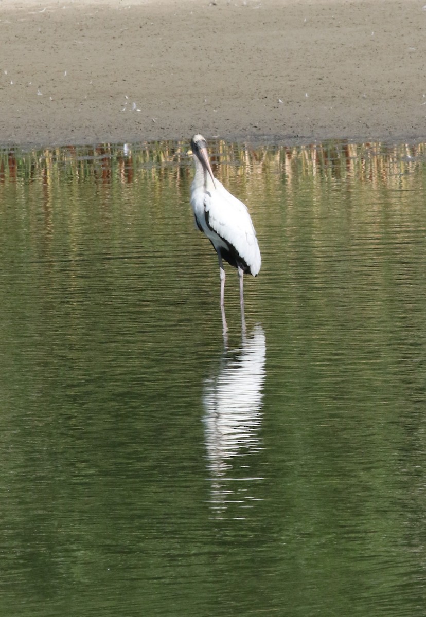 Wood Stork - ML640577040