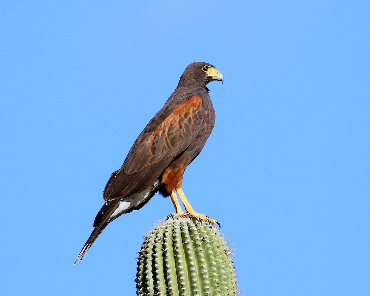 Harris's Hawk - ML640577043