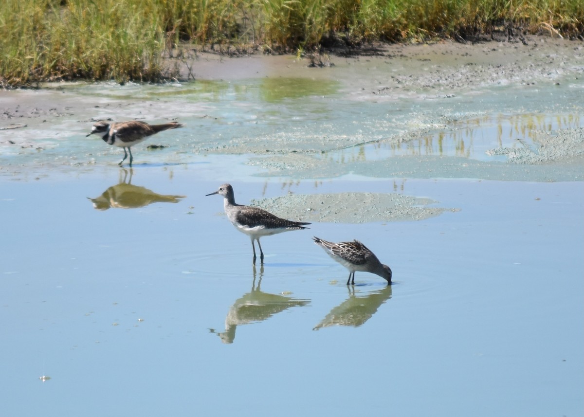 Stilt Sandpiper - ML640577045
