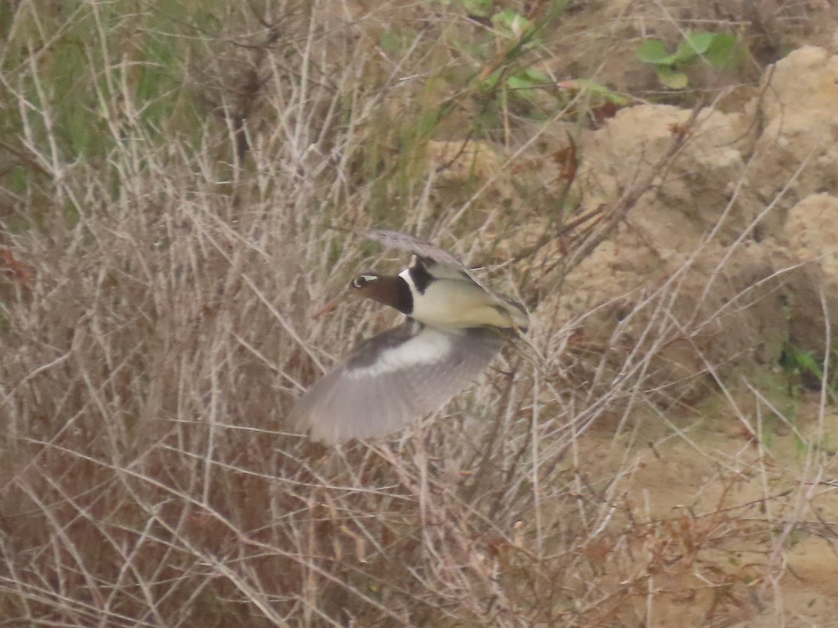 Greater Painted-Snipe - ML640577046