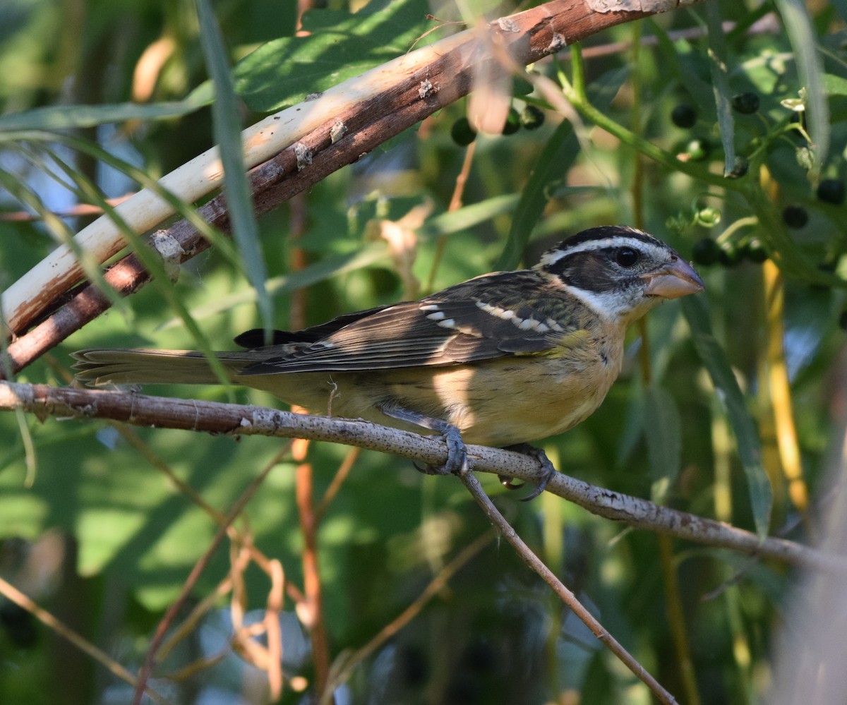 チャバライカル - ML640577052