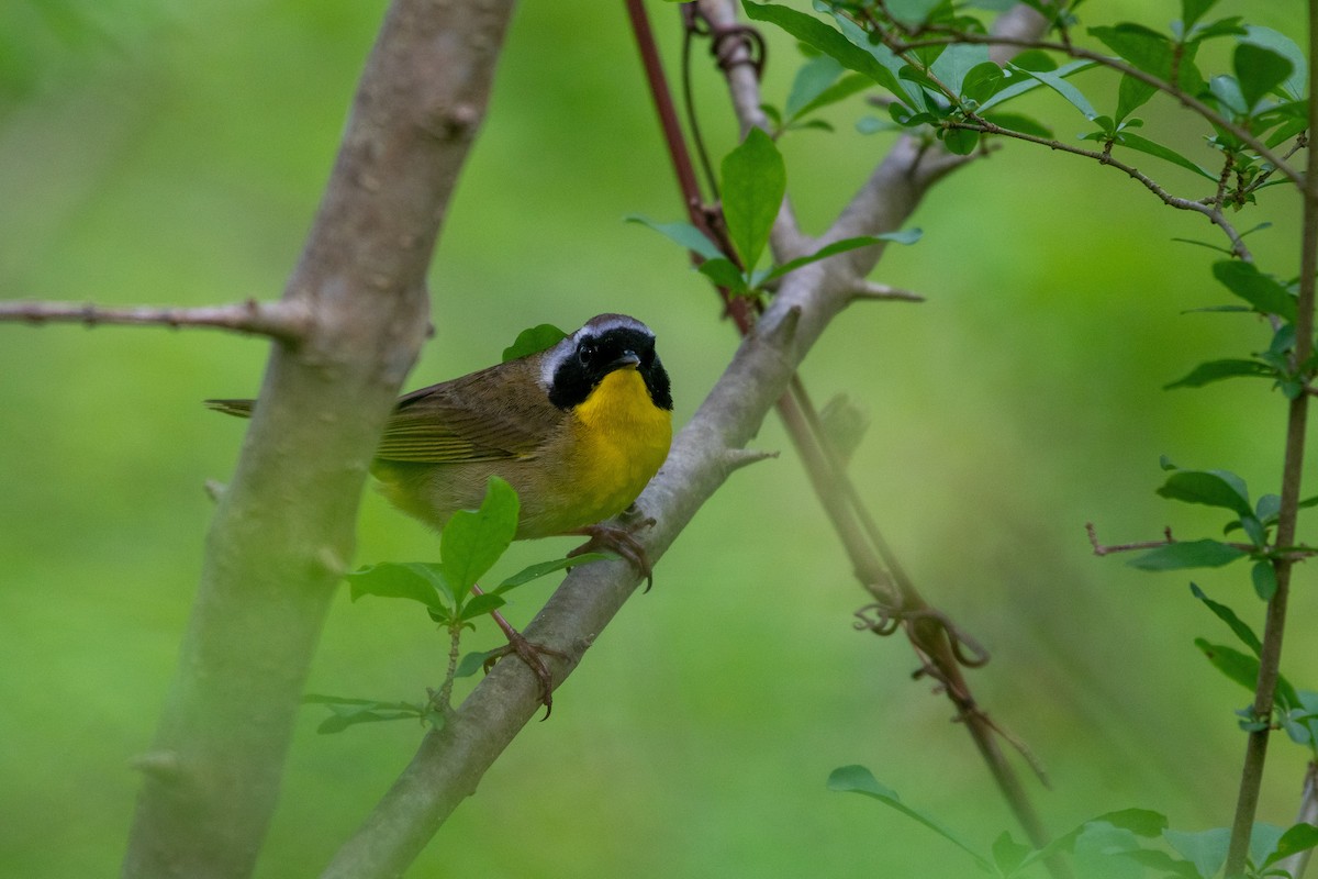 Common Yellowthroat - ML640577055