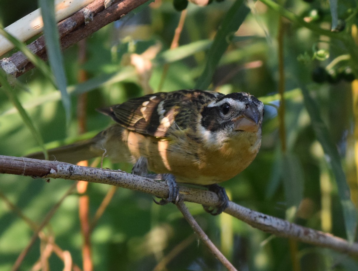 チャバライカル - ML640577067