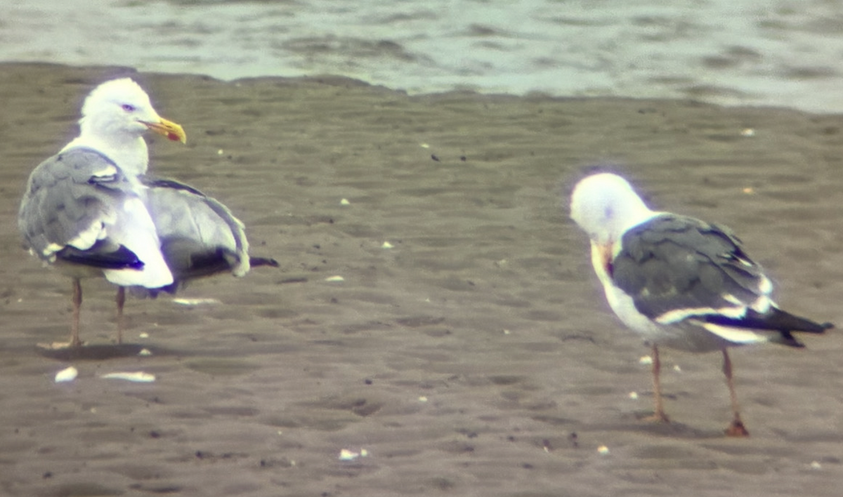 European Herring x Lesser Black-backed Gull (hybrid) - ML640577116