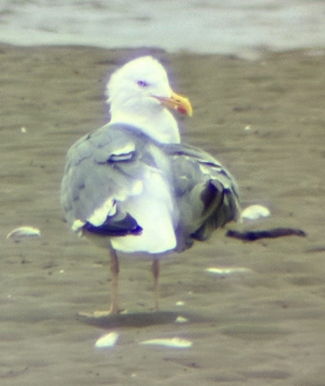 European Herring x Lesser Black-backed Gull (hybrid) - ML640577121