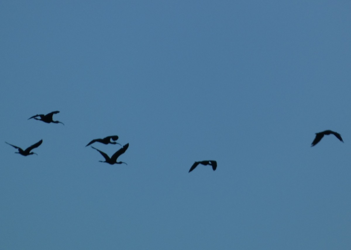 White-faced Ibis - ML640577166