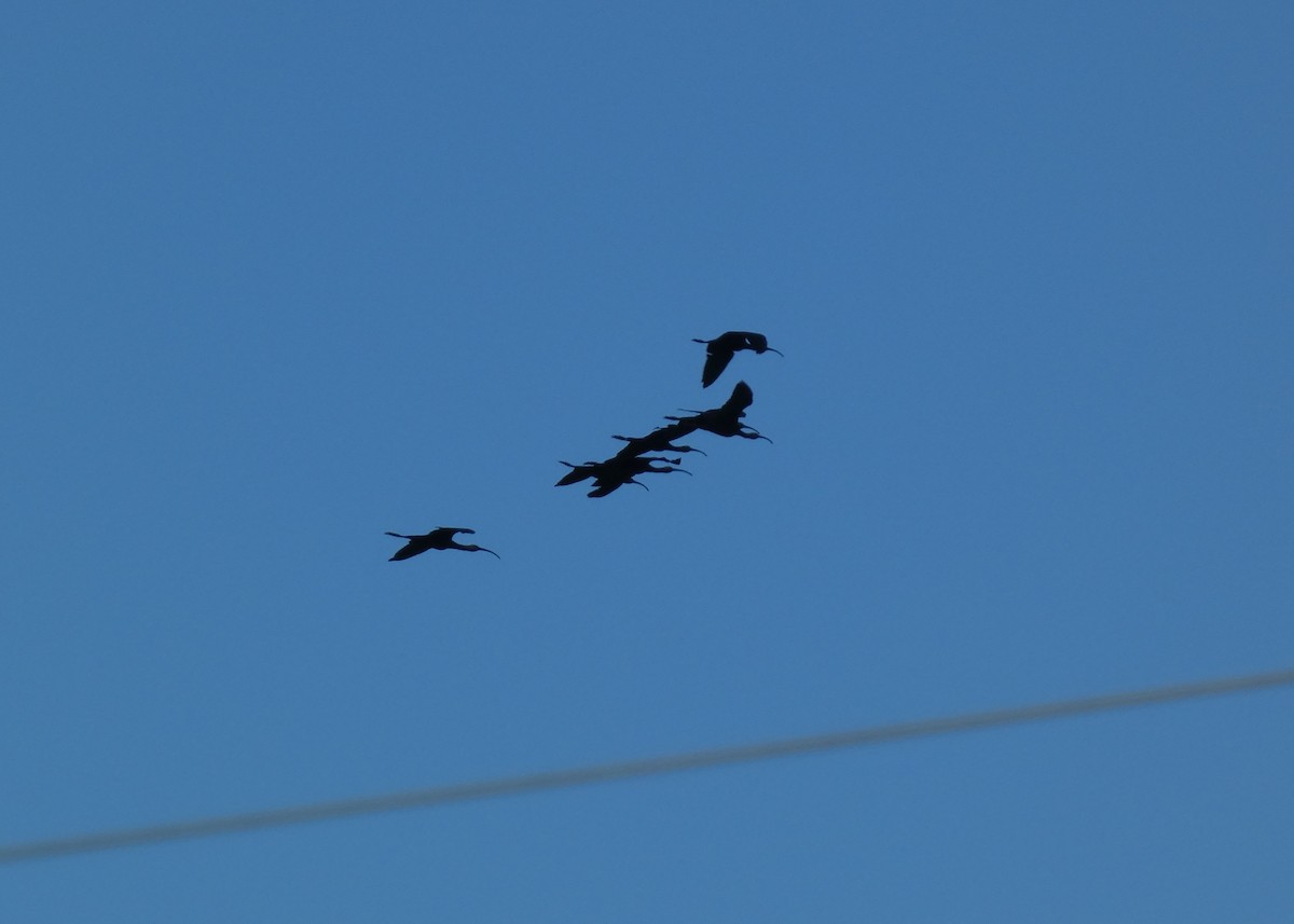 White-faced Ibis - ML640577167