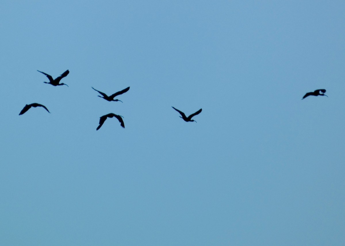 White-faced Ibis - ML640577168
