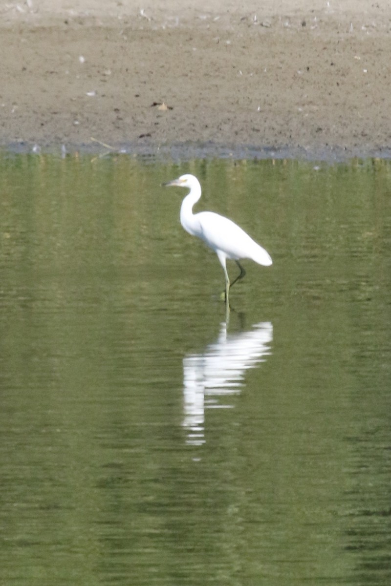 Snowy Egret - ML640577183