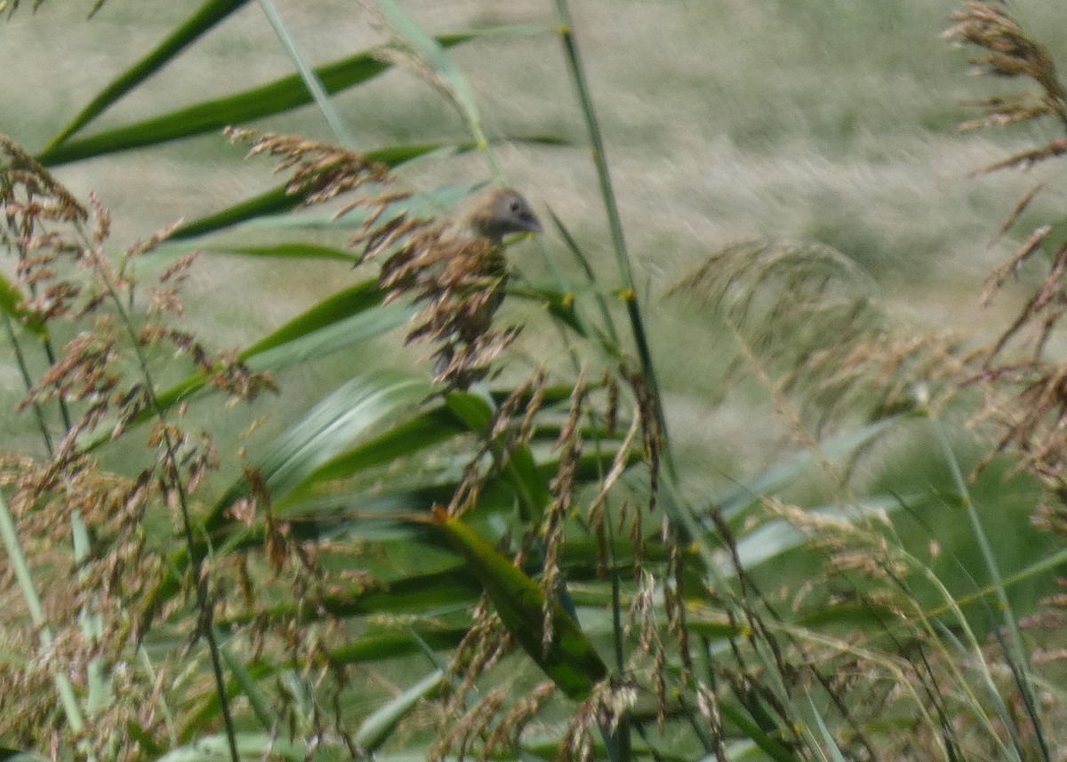 Blue Grosbeak - ML640577193