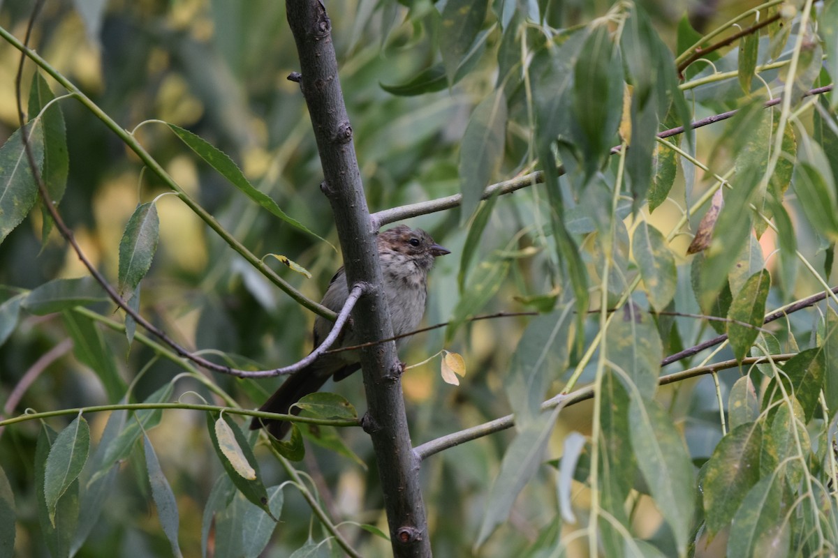 ウタスズメ - ML640577196