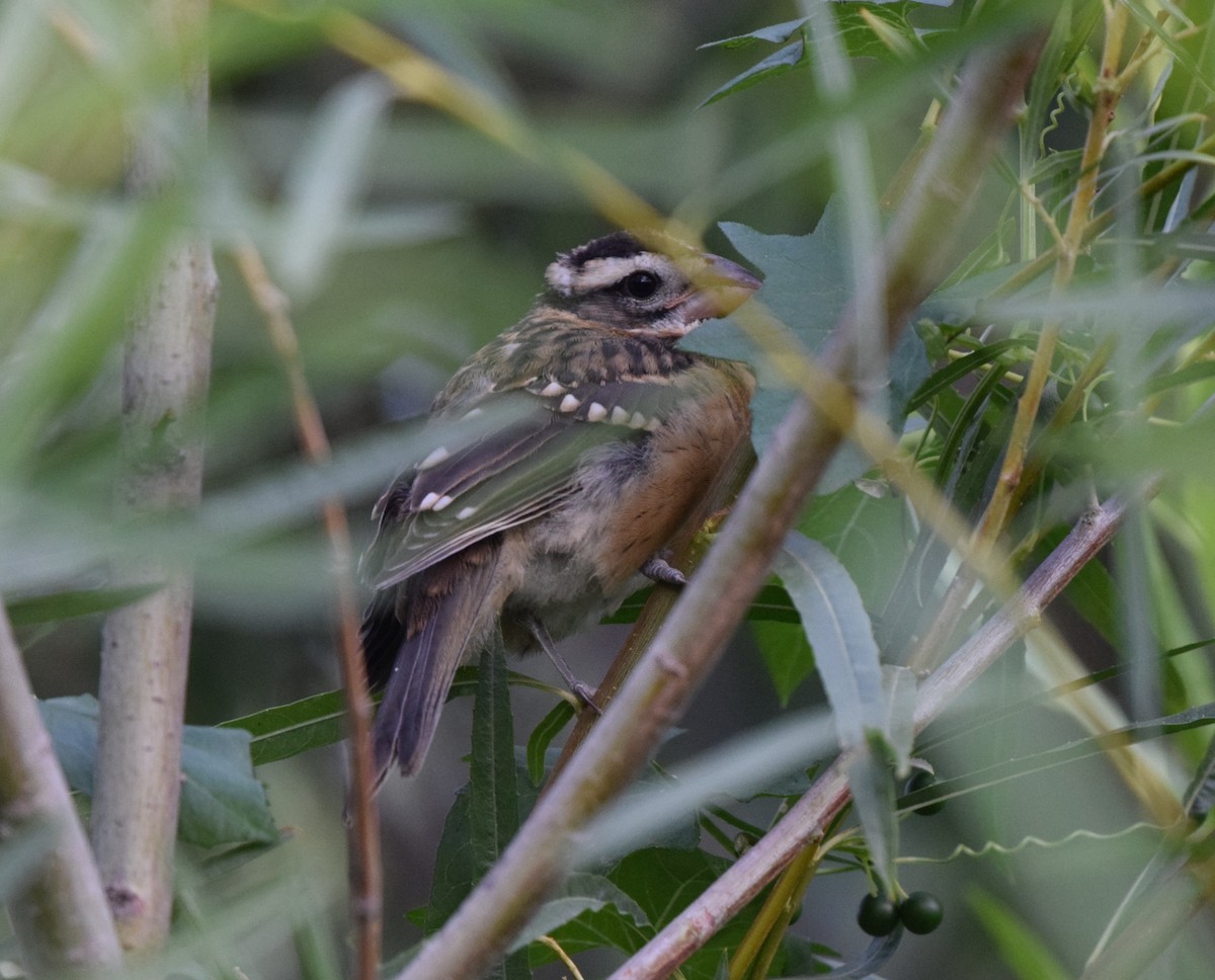 チャバライカル - ML640577215