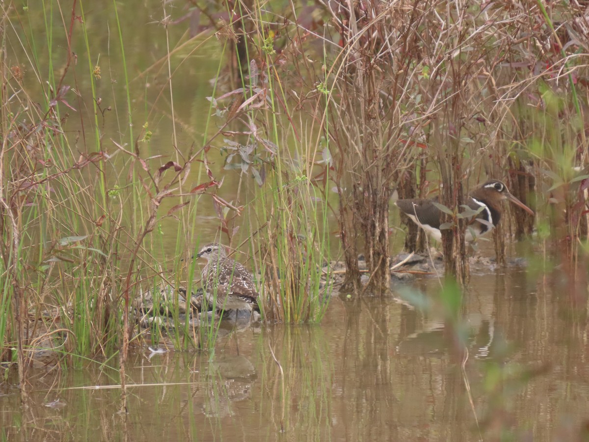 Wood Sandpiper - ML640577221