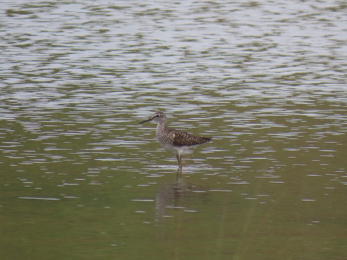 Wood Sandpiper - ML640577224