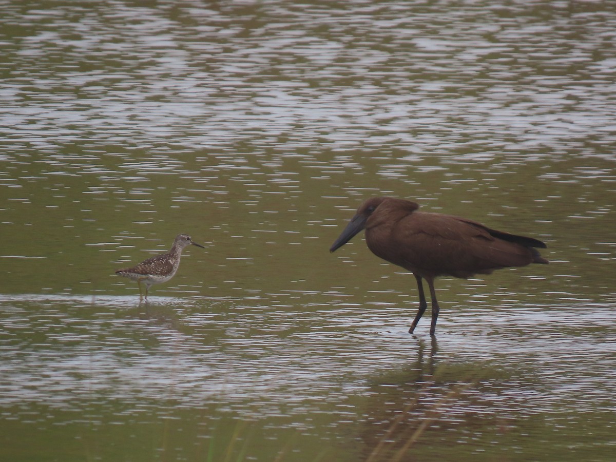 Wood Sandpiper - ML640577229